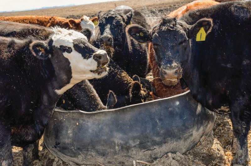 IFB launches Farm Gate to help livestock farmers understand, comply with regulations